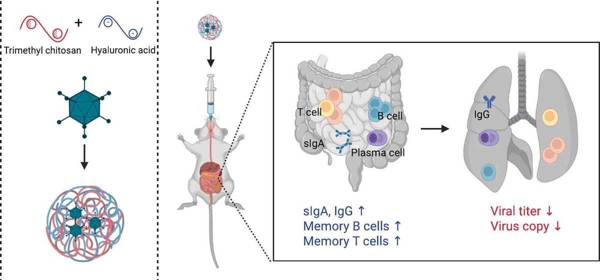 JCRnEDITORS's tweet photo. Gut-initiated mucosal and systemic immunity against SARS-CoV-2 via an oral hyaluronic acid/chitosan vaccine coacervate.
| Lihua Hou, Academy of Military Medical Sciences |
[Open Access]
#OralVaccine #coacervate #chitosan #HyaluronicAcid
https://t.co/mocfqmMQtG https://t.co/4Db7NFKWYZ