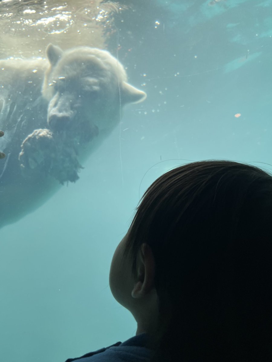 ボクの宝物、みて～♡
#10月撮影 
#ライこんなに大きくなったよ 
#よこはま動物園ズーラシア 
#ホッキョクグマ 
#ライ 
#お孫ちゃん