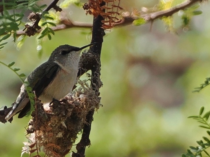 Chile day 8: Today was mostly a driving day, 460kms from Putre to Iquique. We did manage an hours birding on route where we connected with the endangered and range restricted Chilean Woodstar. We were fortunate to find a female at nest.