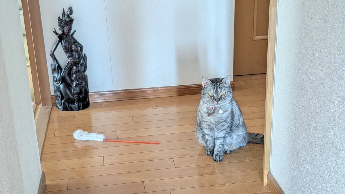 ねこさん ねこ 猫さん Buy ZX 700 - B34330 | GOAT