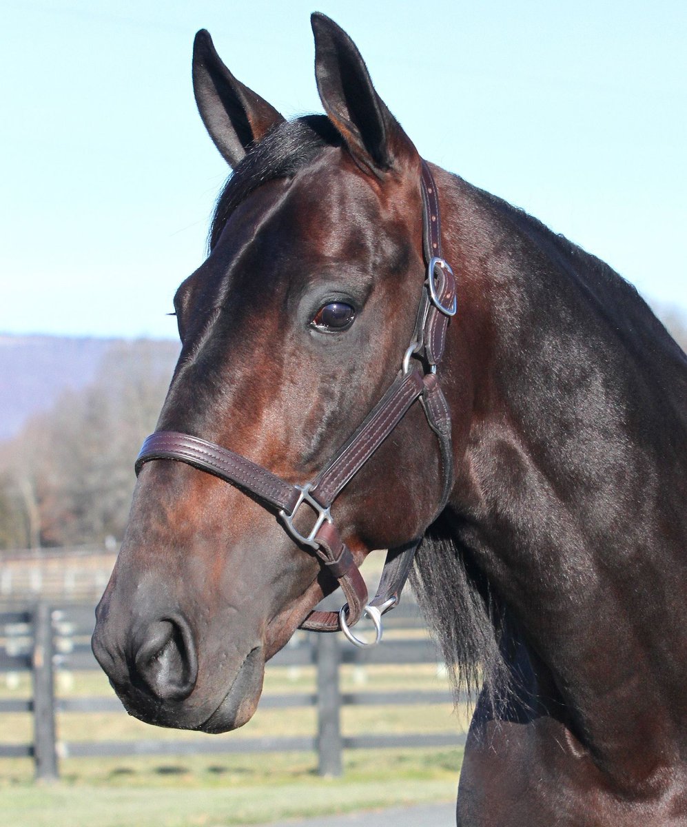 BACK OF THE NECK TO BE SYNDICATED

With his pedigree, racing record, and market demand, Back Of The Neck represents a sound breeding decision and a compelling long-term investment.

bluechipfarms.com/backoftheneck