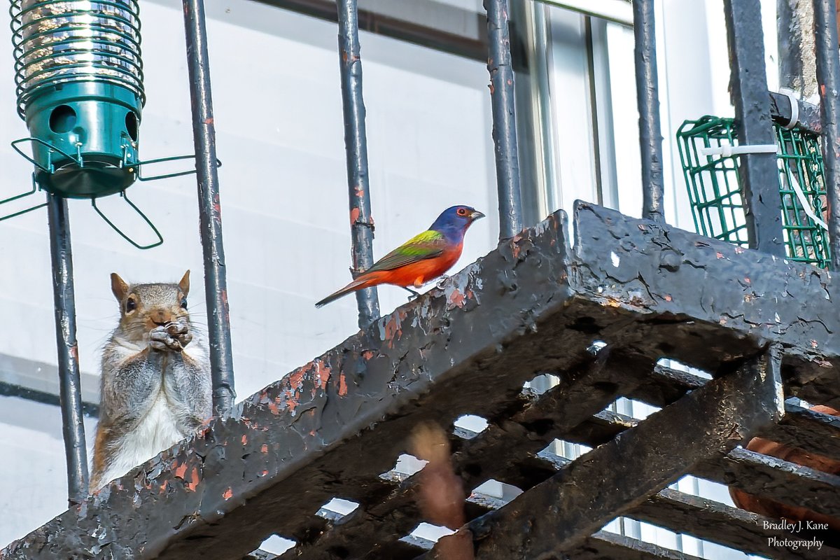 WinoBradNY's tweet image. I went to the Harsimus Cemetery in Jersey City today to see the Painted Bunting that has apparently returned for another Fall/Winter here. Distant and brief views, but I did not have seeing lizards in NJ in mid-November on my bingo card.  #BirdsOfTwitter  #birds #fallmigration