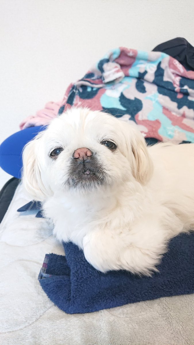 かおりん (@shiro0201_111) / Posts / X