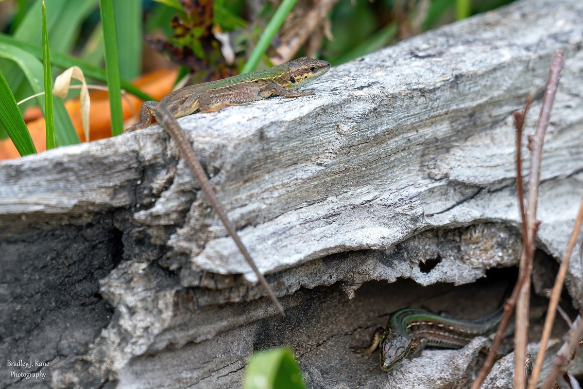 WinoBradNY's tweet image. I went to the Harsimus Cemetery in Jersey City today to see the Painted Bunting that has apparently returned for another Fall/Winter here. Distant and brief views, but I did not have seeing lizards in NJ in mid-November on my bingo card.  #BirdsOfTwitter  #birds #fallmigration