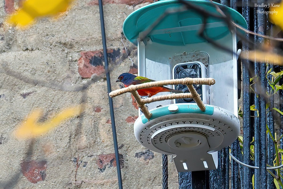 WinoBradNY's tweet image. I went to the Harsimus Cemetery in Jersey City today to see the Painted Bunting that has apparently returned for another Fall/Winter here. Distant and brief views, but I did not have seeing lizards in NJ in mid-November on my bingo card.  #BirdsOfTwitter  #birds #fallmigration