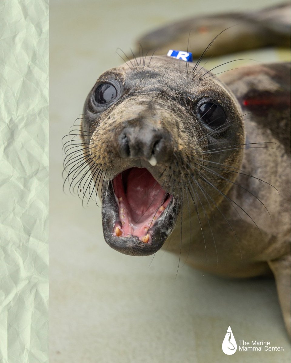 TMMC's tweet image. Our new letter-writing station gives visitors the option to write well-wishes to one of our current #Patients 💕 Check out the note our visitor left for northern #ElephantSeal patient Chalie 🦭 #Plan your #Visit today bit.ly/3scar7M to send a note to a sick #Seal 🥹
