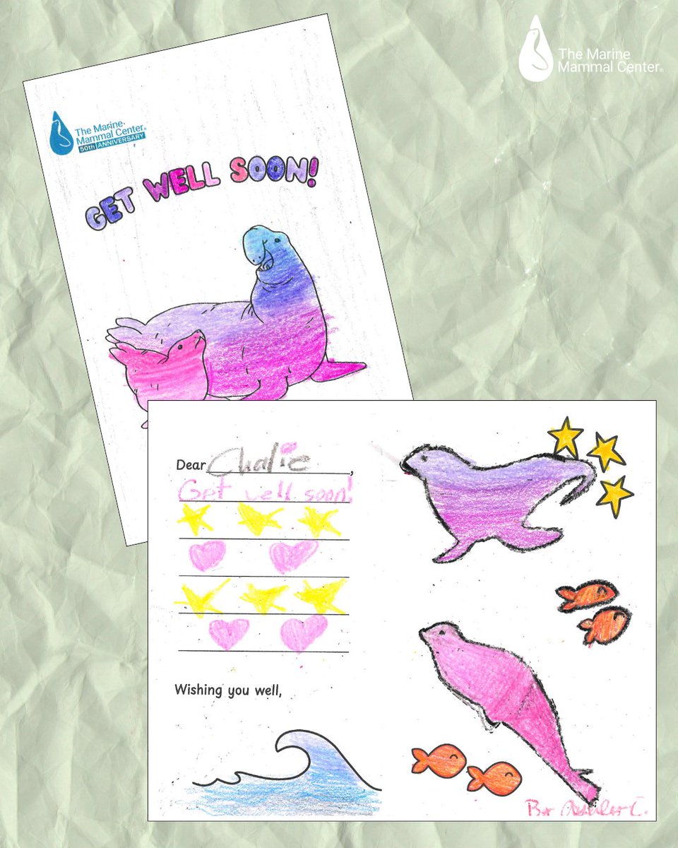 TMMC's tweet image. Our new letter-writing station gives visitors the option to write well-wishes to one of our current #Patients 💕 Check out the note our visitor left for northern #ElephantSeal patient Chalie 🦭 #Plan your #Visit today bit.ly/3scar7M to send a note to a sick #Seal 🥹