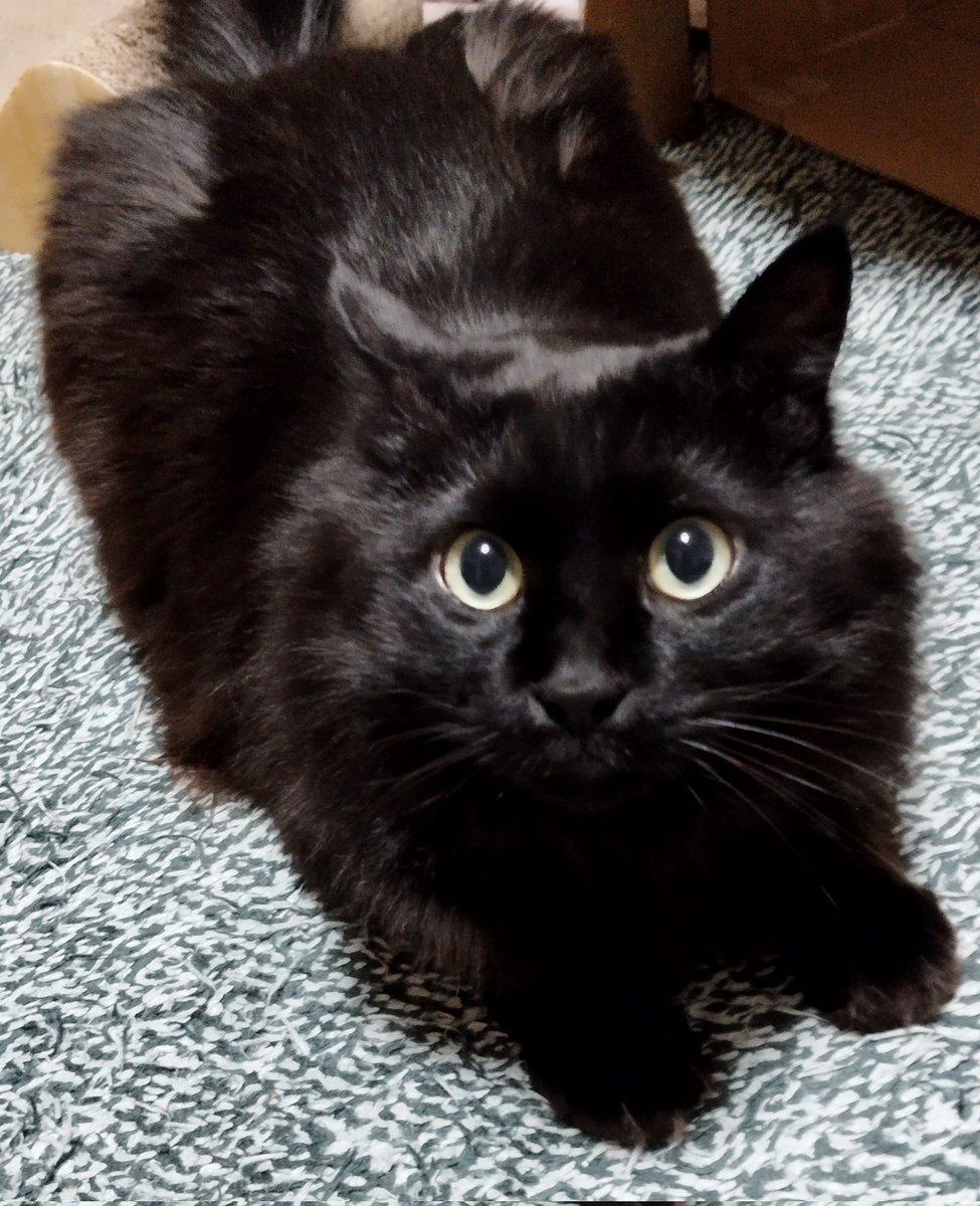 【ねこ】 Since the baby arrived, Ten-chan has been acting strange - YouTube