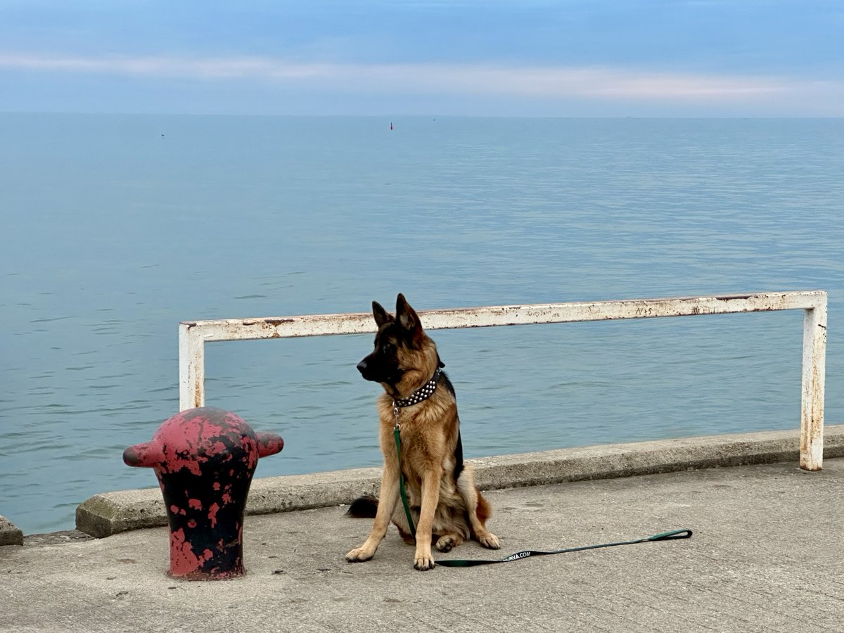 AlJDugan's tweet image. I said I’d stay, so I’m staying. #Dog #Pier #PortDover