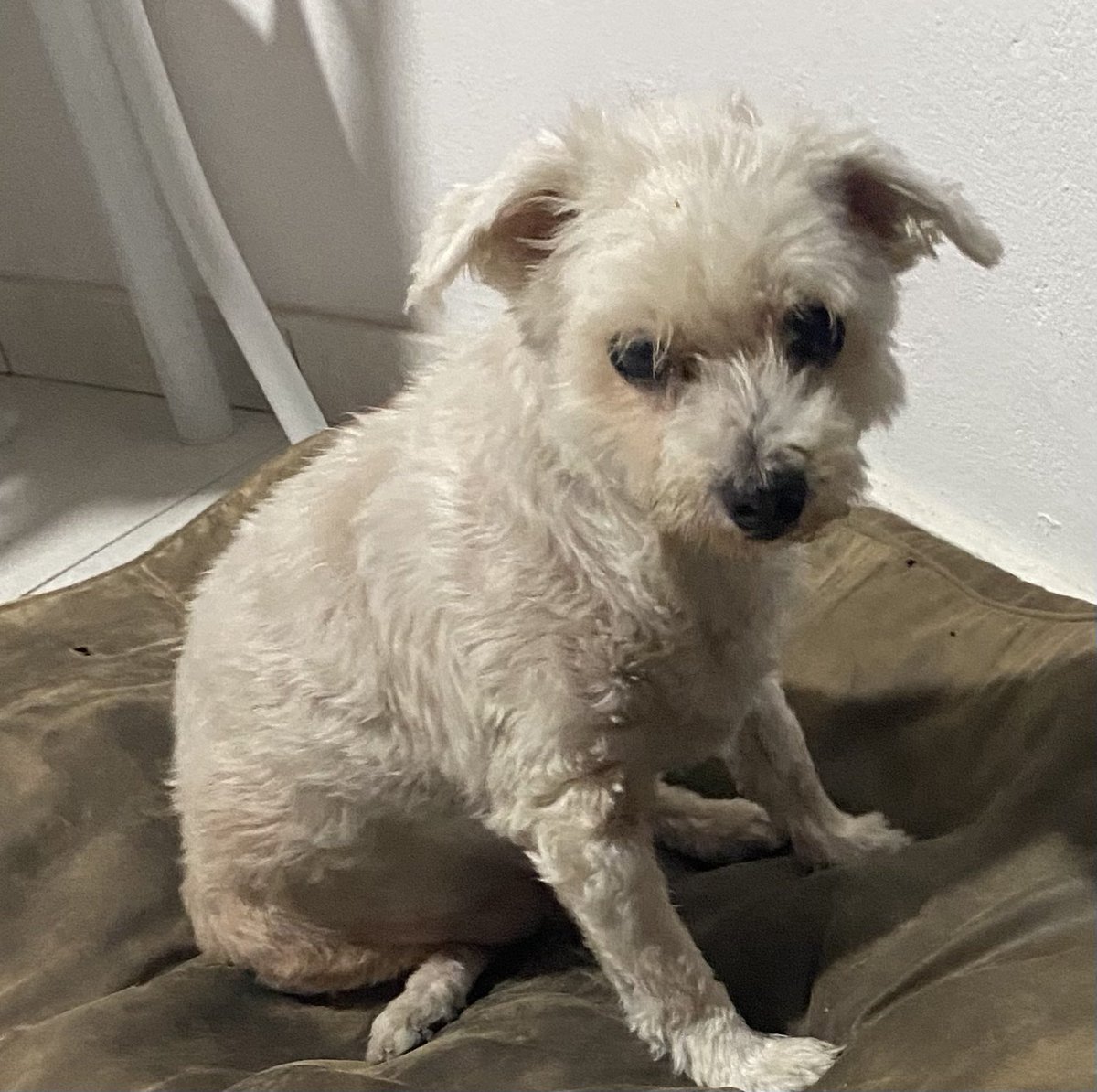 This boy is eleven years young today 
Saved my life every single day with his cheeky smile every morning after losing Mum and Dad 
Happiest of Birthdays Alfie 
Wonderful beautiful amazing doggie 🥰

#AdoptDontShop