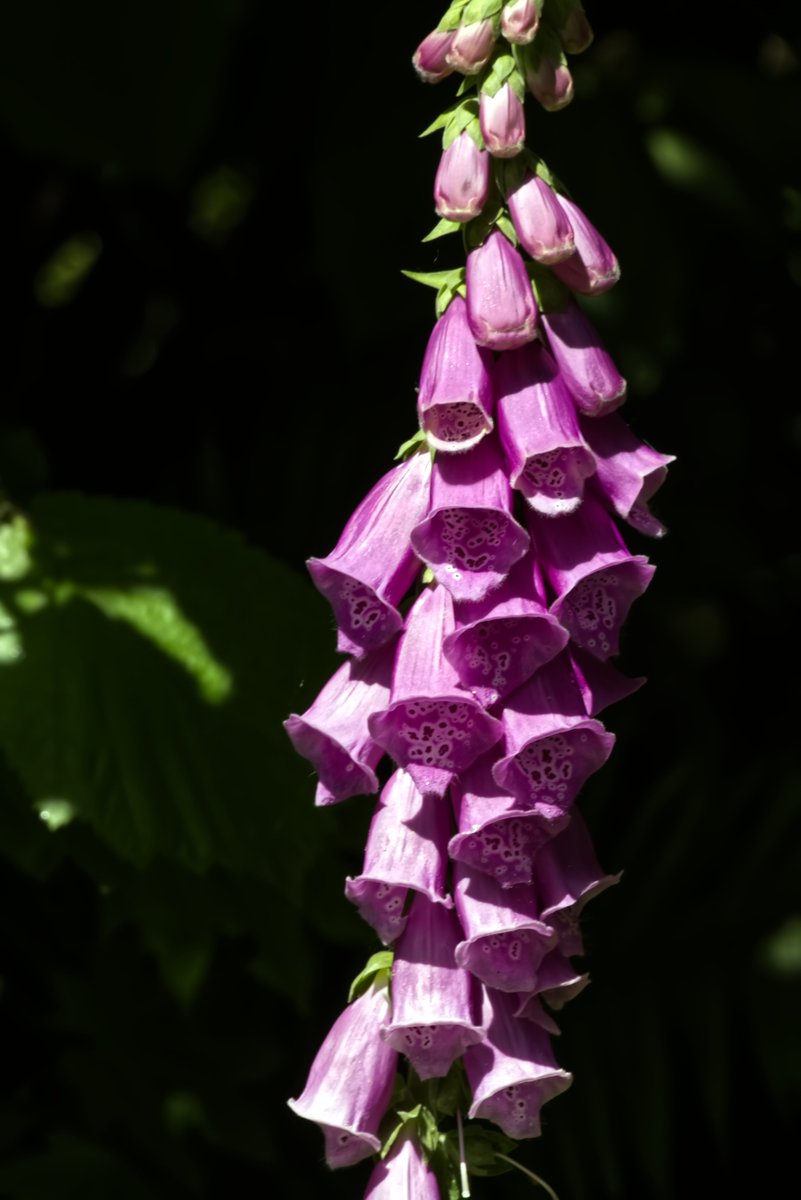 Larry_Nevinger's tweet image. The foxglove is used in medicine for treating heart failure. However, the entire plant is very toxic and needs to be handled with extreme care. I have also seen them in a white colored plant. They are pretty.
#foxglove #plants #flower #Flowers
