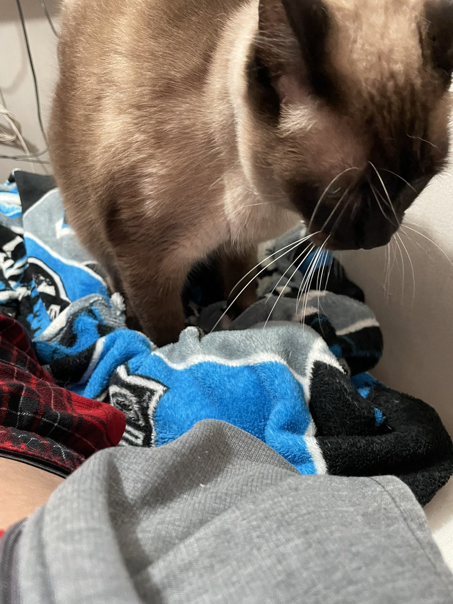 c_elementy20193's tweet photo. @MegalodonVT He’s name is Olaf https://t.co/ks4cCAZa6G