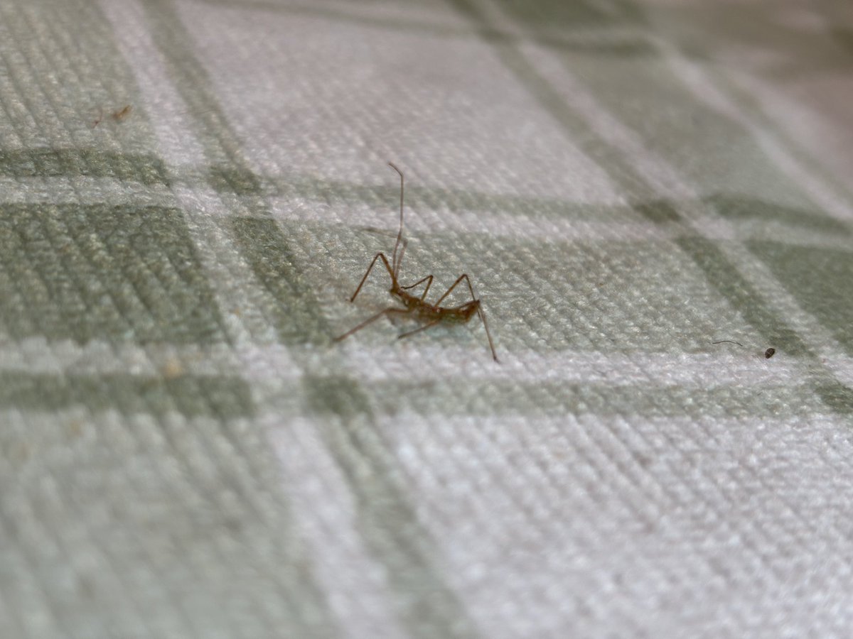 CliffAutrey's tweet image. Anybody know what kind of critter this is?
My wife was stung/bit by it in the web of her thumb.  Said it was a tad painful, reminiscent of a sweat bee sting.