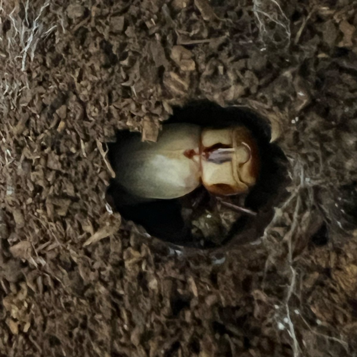 壺 春野焼き 壺 春野焼き