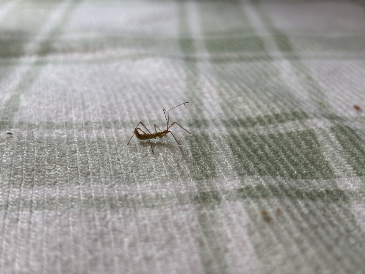 CliffAutrey's tweet image. Anybody know what kind of critter this is?
My wife was stung/bit by it in the web of her thumb.  Said it was a tad painful, reminiscent of a sweat bee sting.