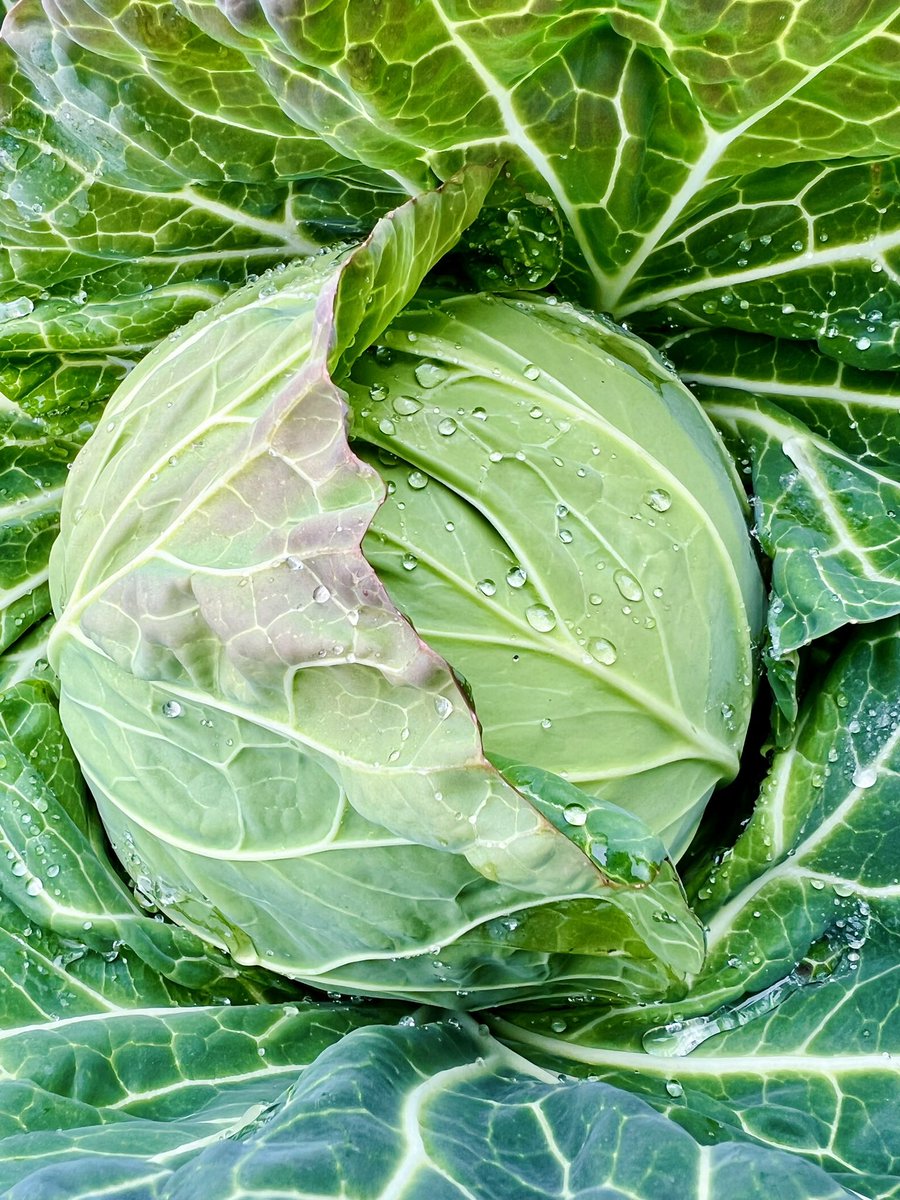 IaaIto's tweet image. うちの春キャベツを見ていってくれ

#本気野菜2025