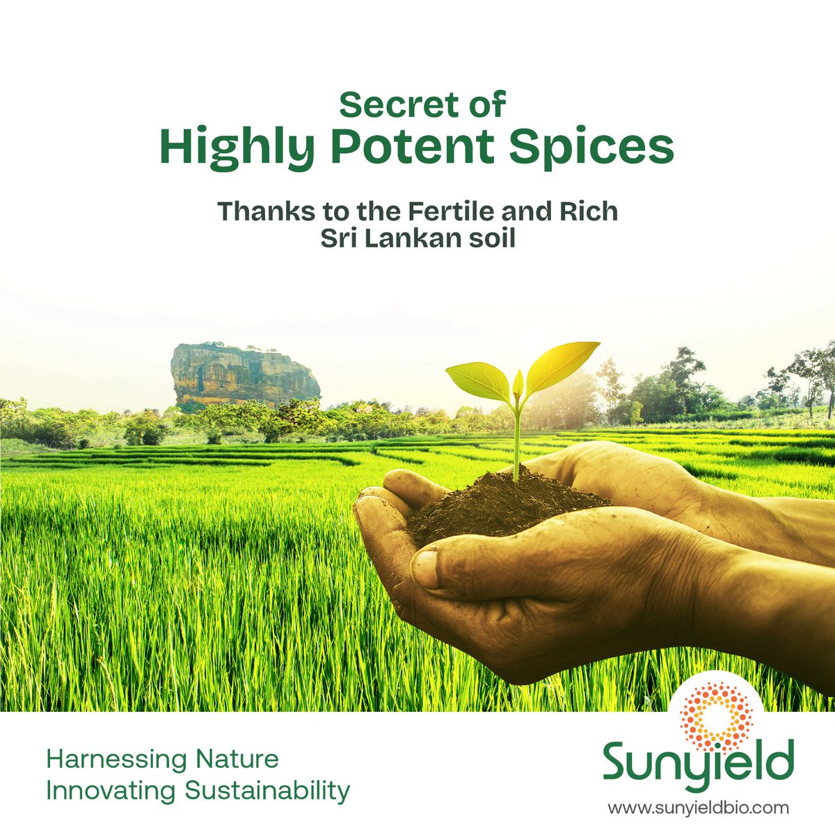 Sunyieldbio's tweet photo. Sigiriya isn’t just iconic — it grows plants with bite. Sunyield turns that natural Sri Lankan power into high-potency extracts.

#Sunyield #SoulOfSpices #SriLankaSpices #CinnamonBark #BlackPepper #CloveBuds #NutmegSpice #MaceSpice #PurePiperine #CinnamonPolyphenol https://t.co/AQjSqYXftF