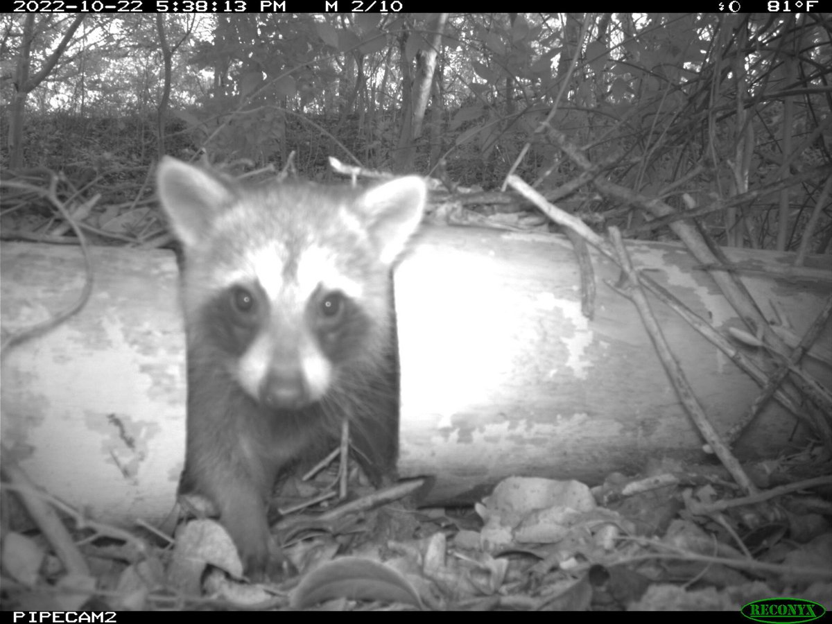 trailcam (@trail_cams) on Twitter photo 