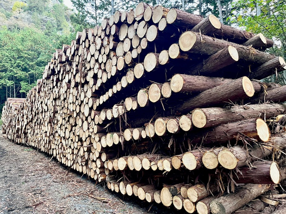 山採り　アカシデ　特大 39ecd2dba3a1c7fa9907ac8e7b55a6