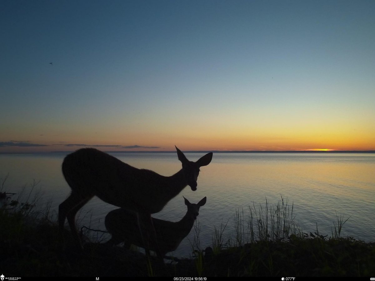 trailcam tweet media