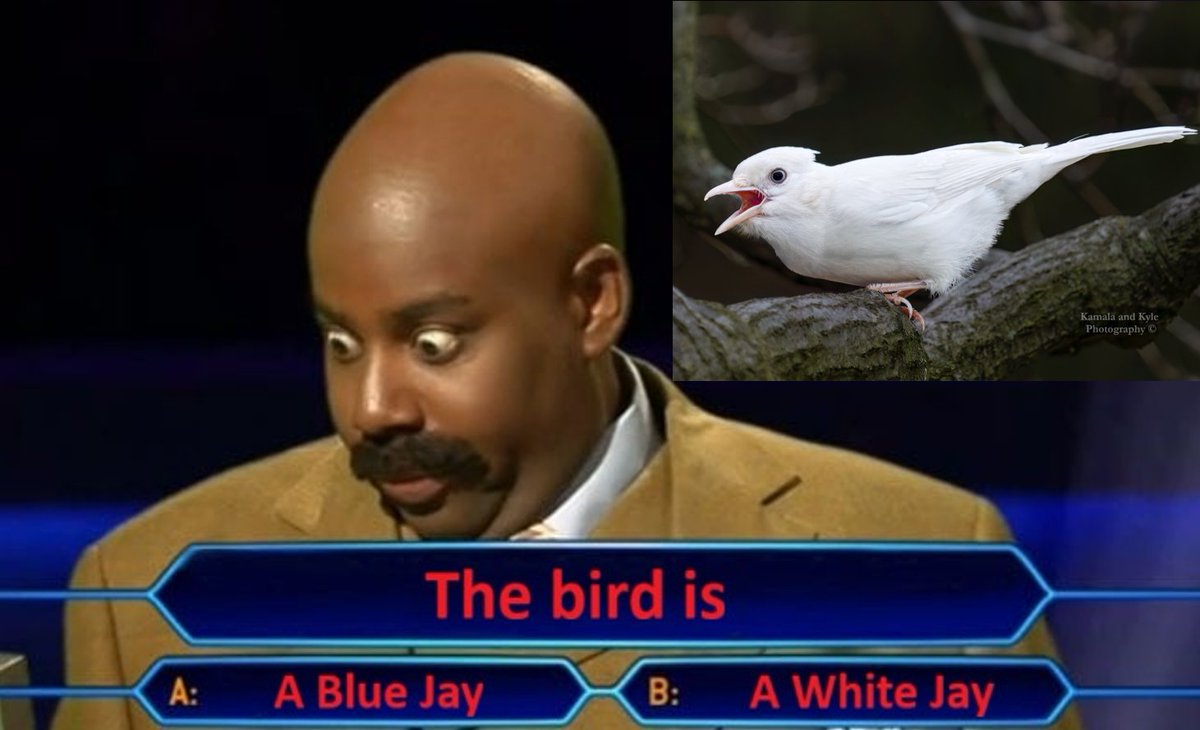 Million Dollar Question
#BirdMemes #EcologicalMemes #NatureMemes #WildlifeMemes #BirdingMemes #GreenMemes #SpiritAnimals #AlbinoBirds