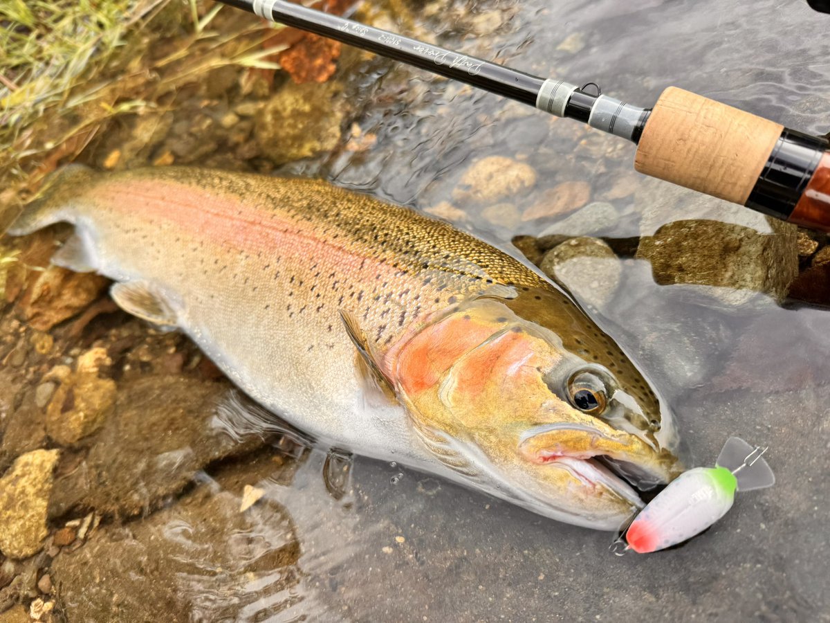 ティムコ トラウトフィッシング (@tiemco_trout) / Posts / X