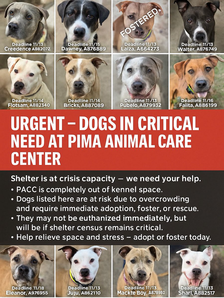 Soul Dog 🚨PIMA COUNTY RESIDENTS URGENT UPDATE 11/13/25: @AdoptMePimaAZ is