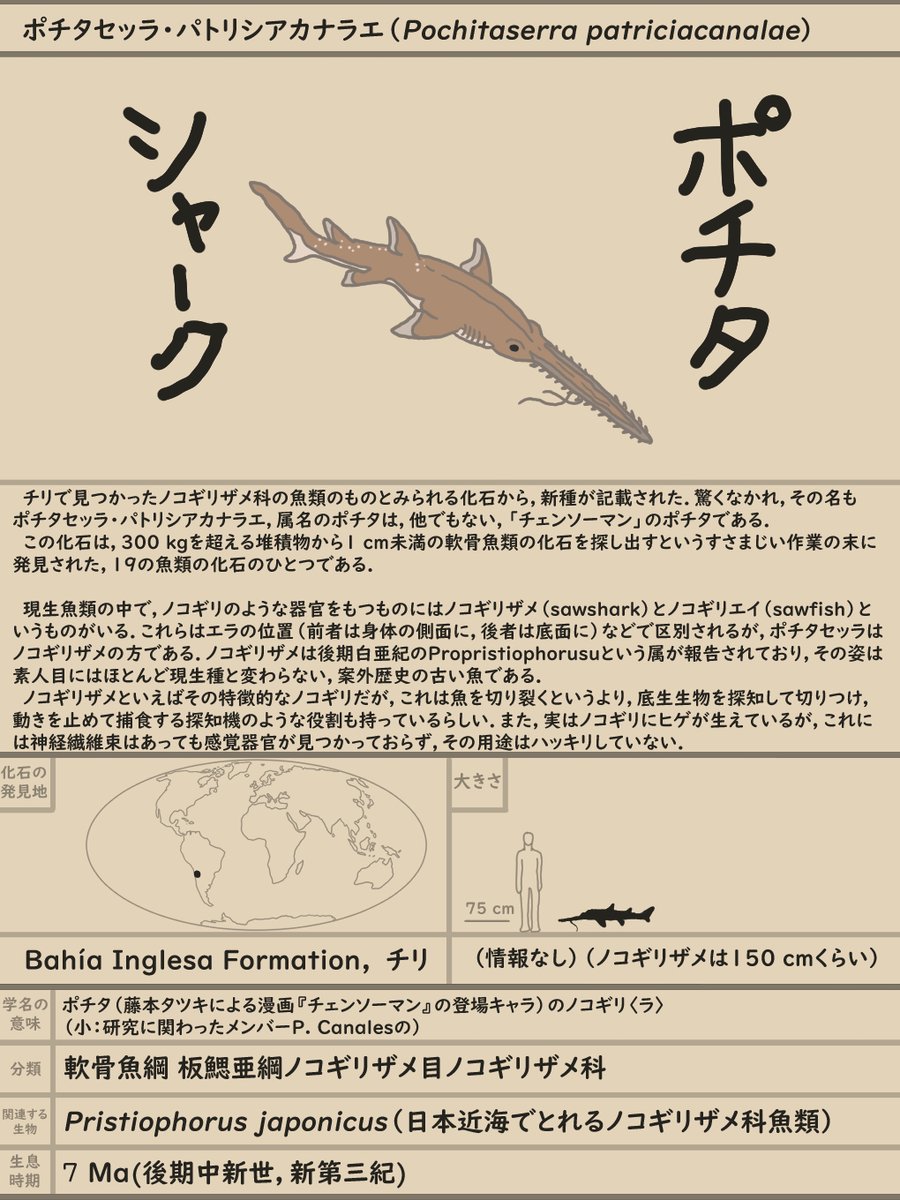 #45 ポチタセッラ・パトリシアカナラエ（ポチタシャーク，ポチタセラ）｜やんわりッ古生物 <a href="/kogane_dinodraw/">こがね</a> note.com/kogane_paleodr… 

ポチタのノコギリ：ポチタセッラ（ポチタセラ）．
日本のアニメの影響力は未だすごいのだなあと驚いたものです．

＃やんわりッ古生物　＃古生物