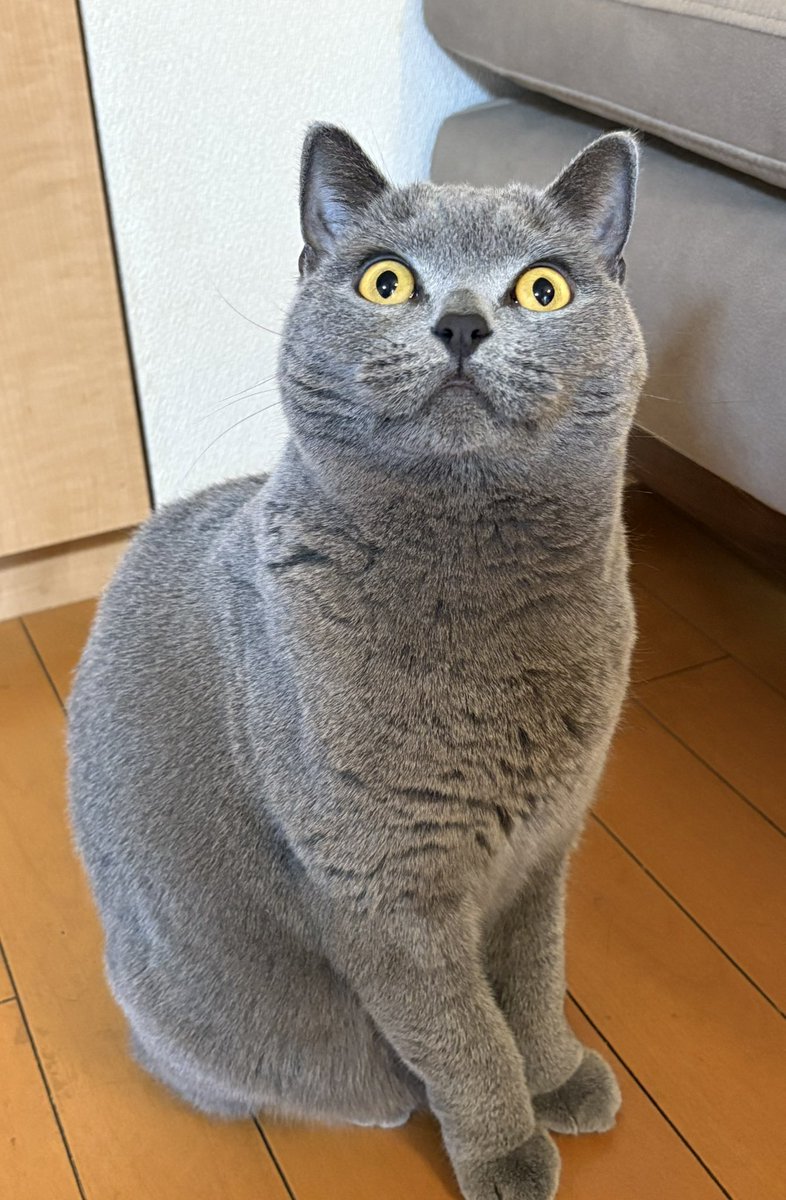 お隣さん (@cardboard6249) / Posts / X