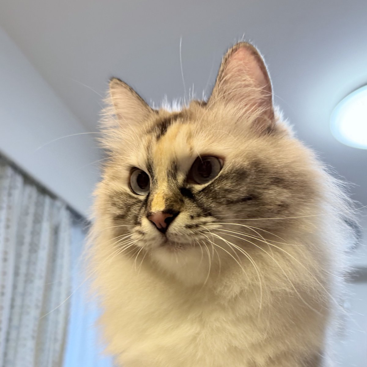 いずもん/まろ様＊mfmf (@7nfxwoi3F8lSqHU) / Posts / X