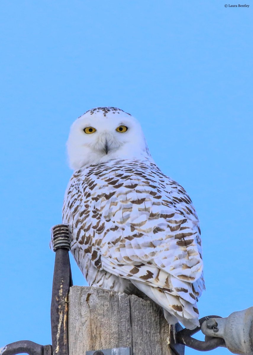 I saw the 1st snowy owl of the season yesterday east of Calgary BUT I didn’t get a picture of it because it flew up out of  the ditch while driving &amp; far into a field. Looked a lot like this heavily barred beauty. Most snow geese gone.