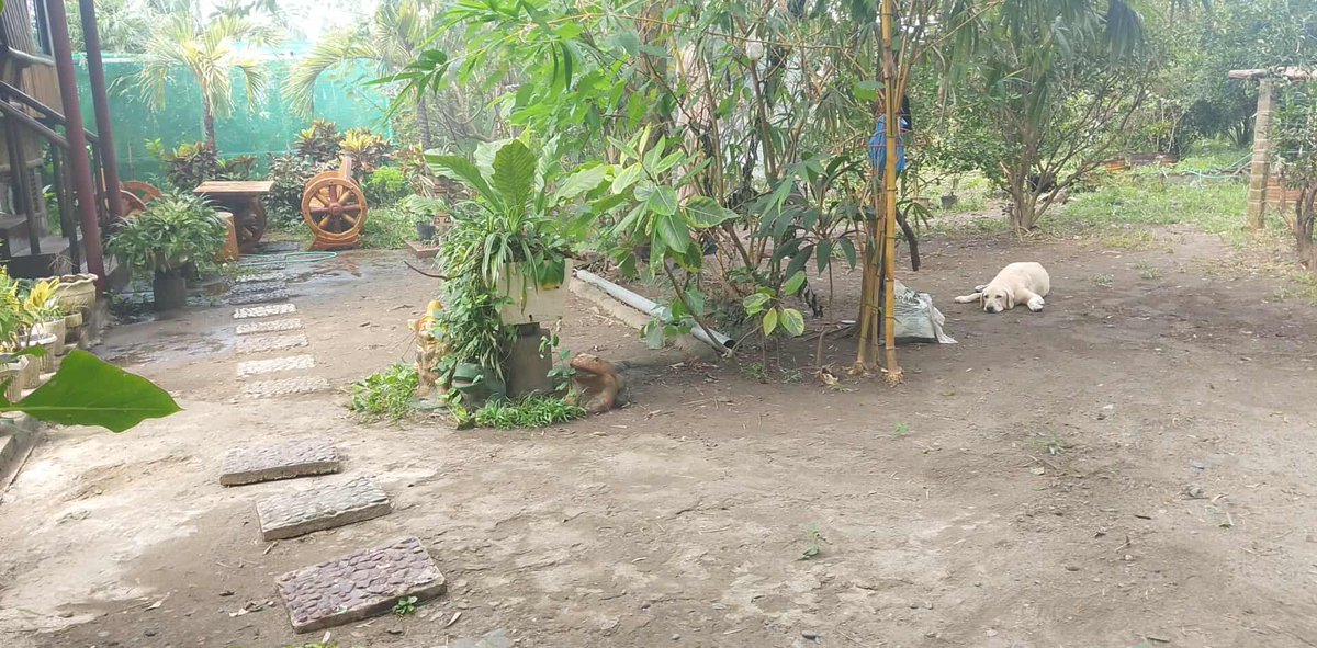 poz_farm's tweet photo. Matamik na Lugar at matiwasay😊😊🌿🌳
#POZFARM https://t.co/cv2zA4hhSd