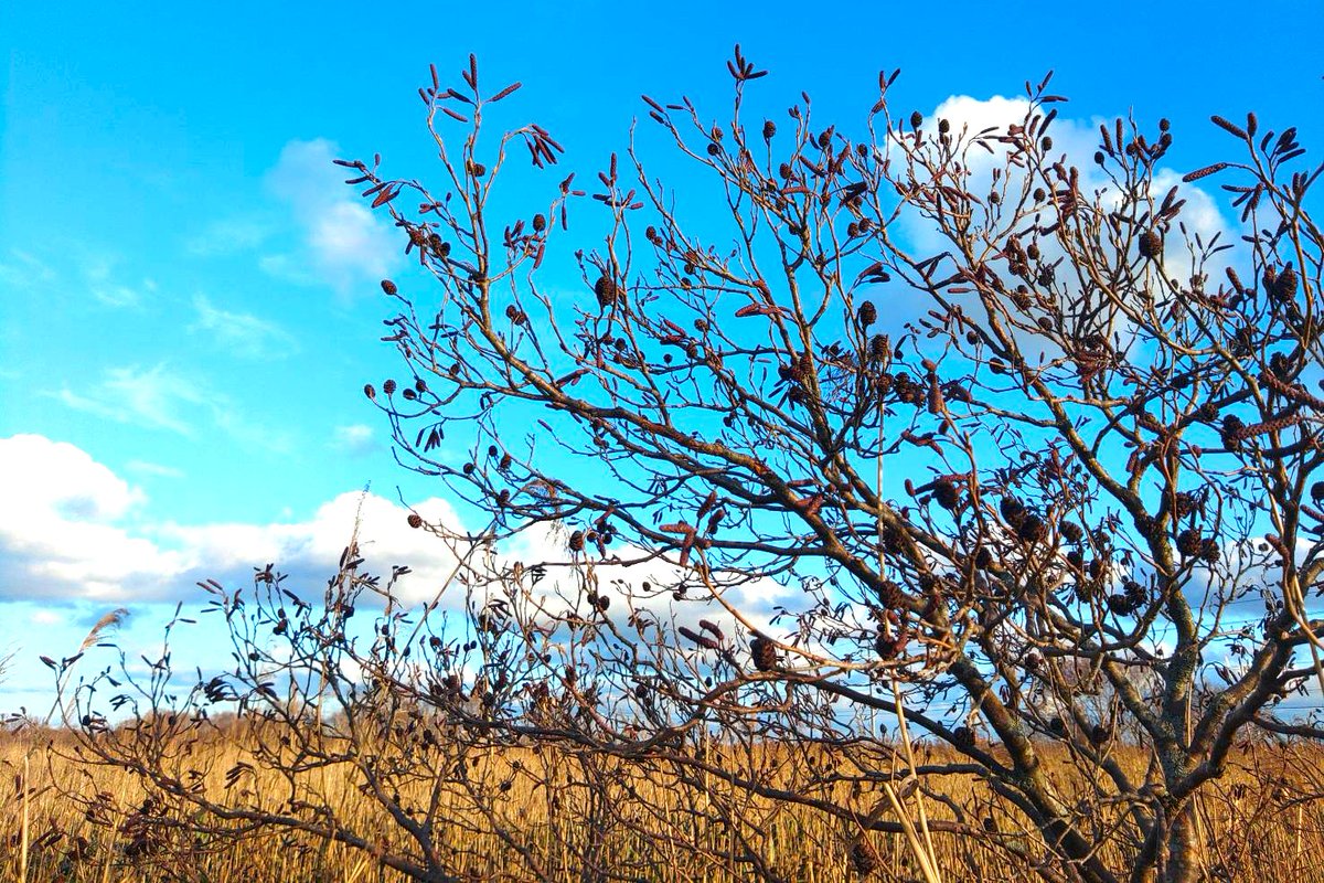 polaris_guides's tweet image. 【晩秋の湿原をご案内🍀】

例年であれば11月は閑散期で事務仕事に勤しむ時期なのですが、今年はありがたいことにこの時期の #サロベツ湿原 を歩いてみたいという方からのご依頼をいただいております✨

薄っすら雪が積もった #木道 を歩き晩秋の #湿原 をお楽しみいただきました☺

#北海道 #サロベツ