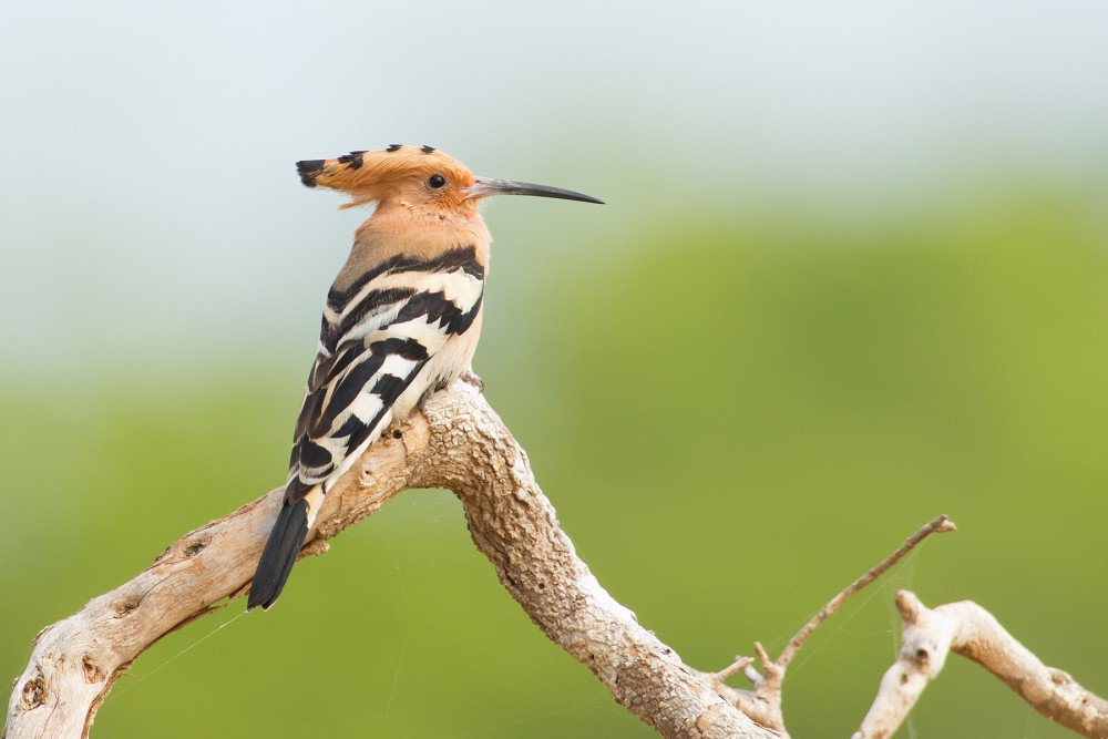 bird/h tweet media