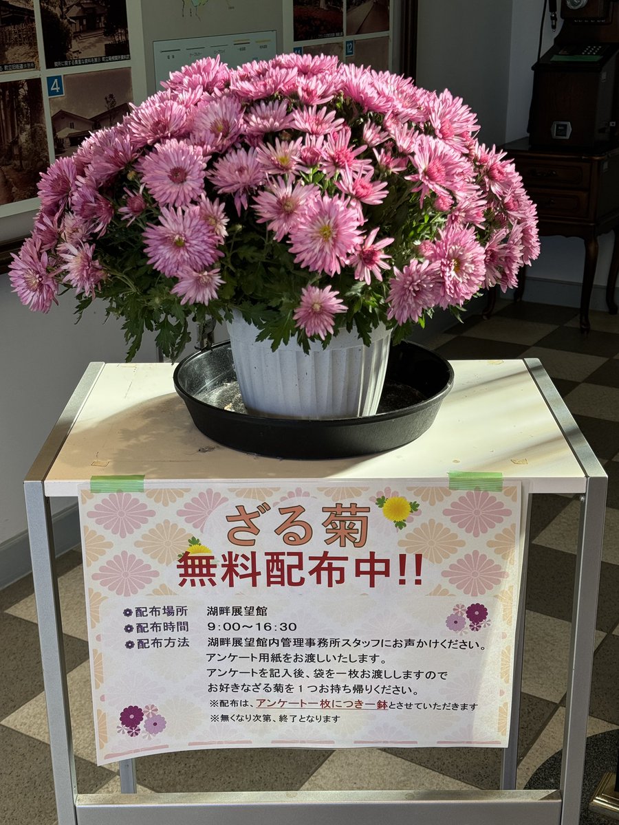 onshihakone's tweet image. ざる菊の無料配布を行います🌼
先着80名です‼️
富士山もバッチリ！
皆様のご来館お待ち申し上げております♪

#hakone #富士山
#紅葉