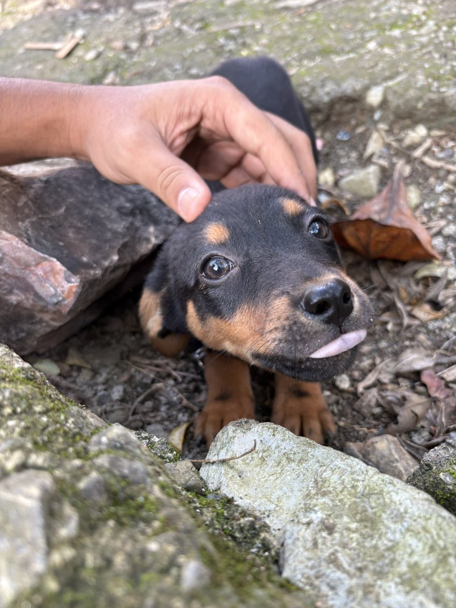 si no me hubiera encontrado este perrito feliz hoy, estaría muerta