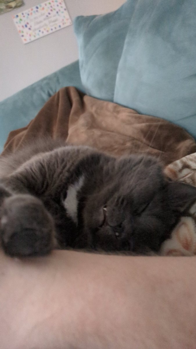 Wsintai's tweet photo. @MegalodonVT He sleep https://t.co/5EB0ke95SW