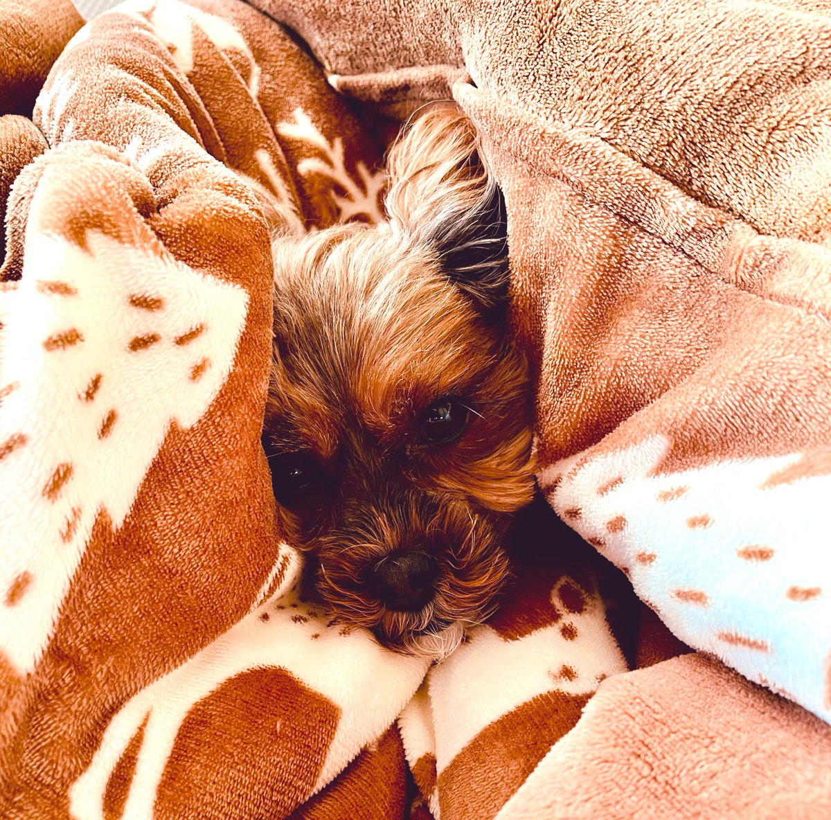 FuKa_Mount's tweet photo. 寒くなってきたね。
#ペット
#保護犬
#シープー https://t.co/7HhhSjwvyb