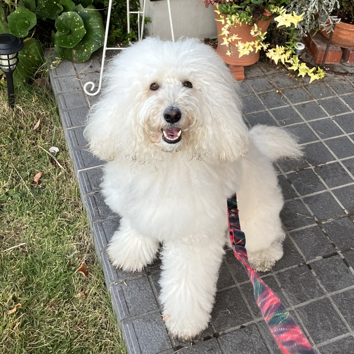 『今日も元気にワン』