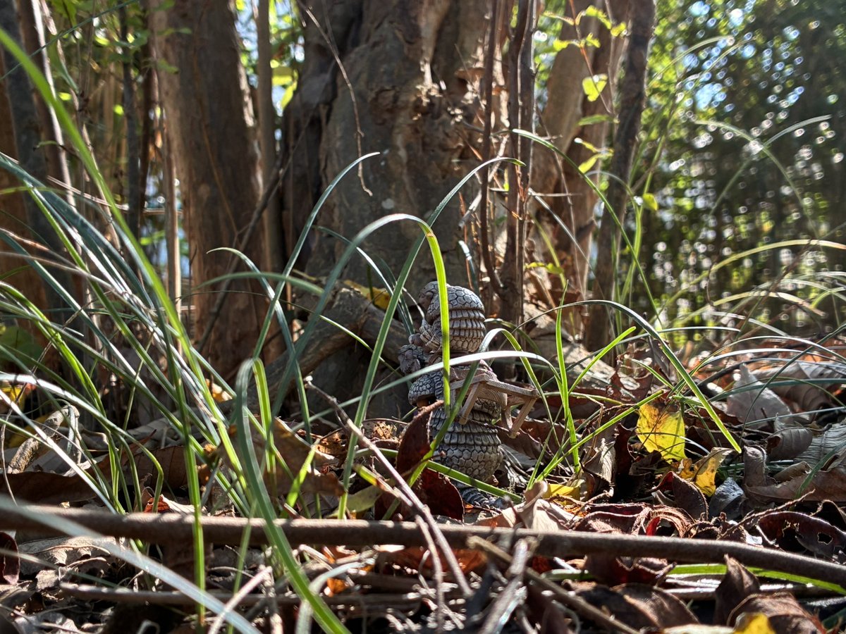 mesonosuke's tweet image. おはようございます