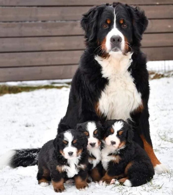 puppies video tweet media