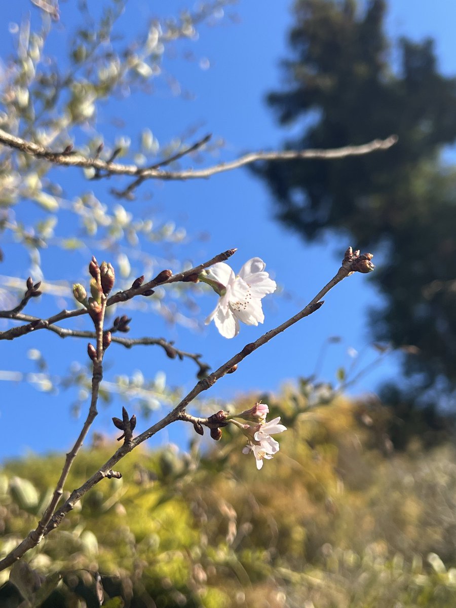 大法寺の #紅葉 は🍁散り始め、
今週末が最後の見ごろになりそうです。

#十月桜 は一本だけ開花が始まりました。

#青木村　#上田市　#モミジ #さくら