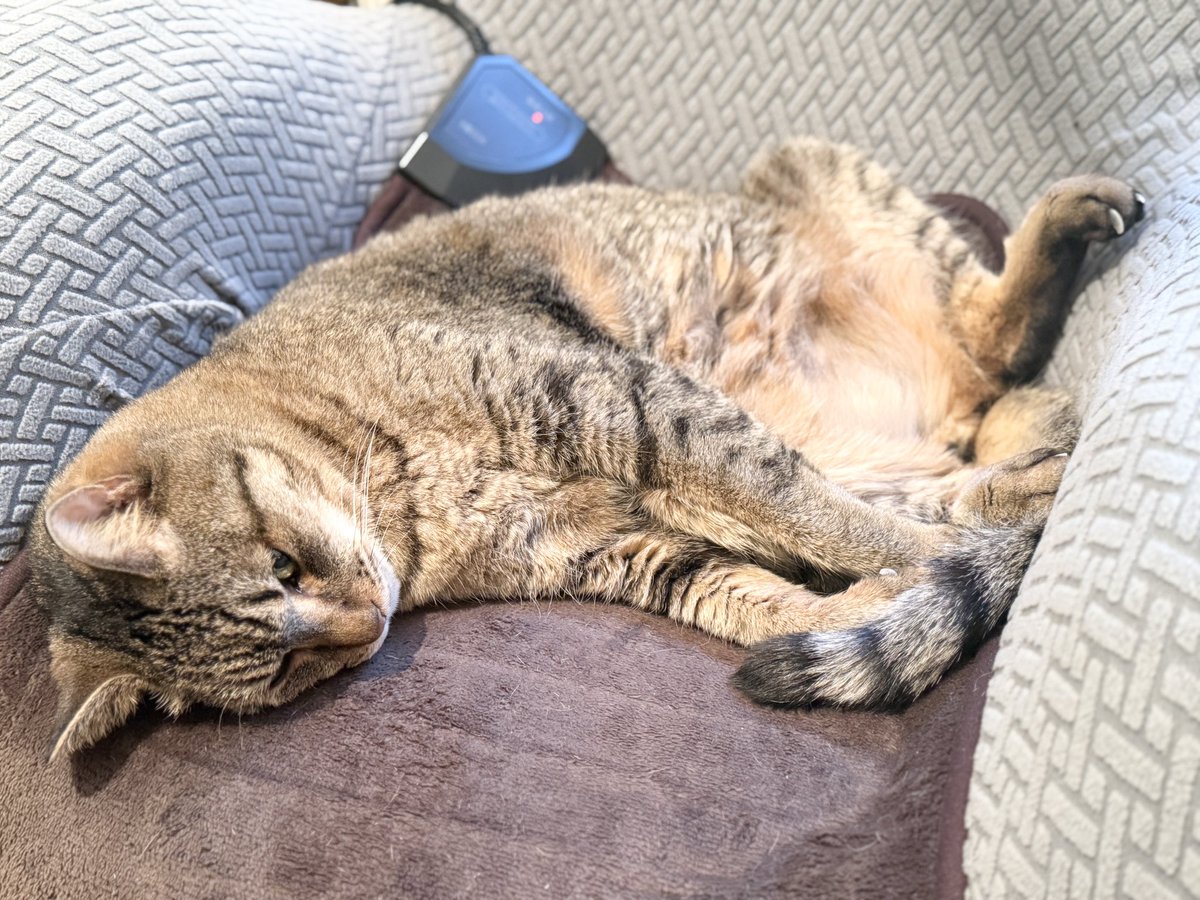 いも (@_imomomo) / Posts / X