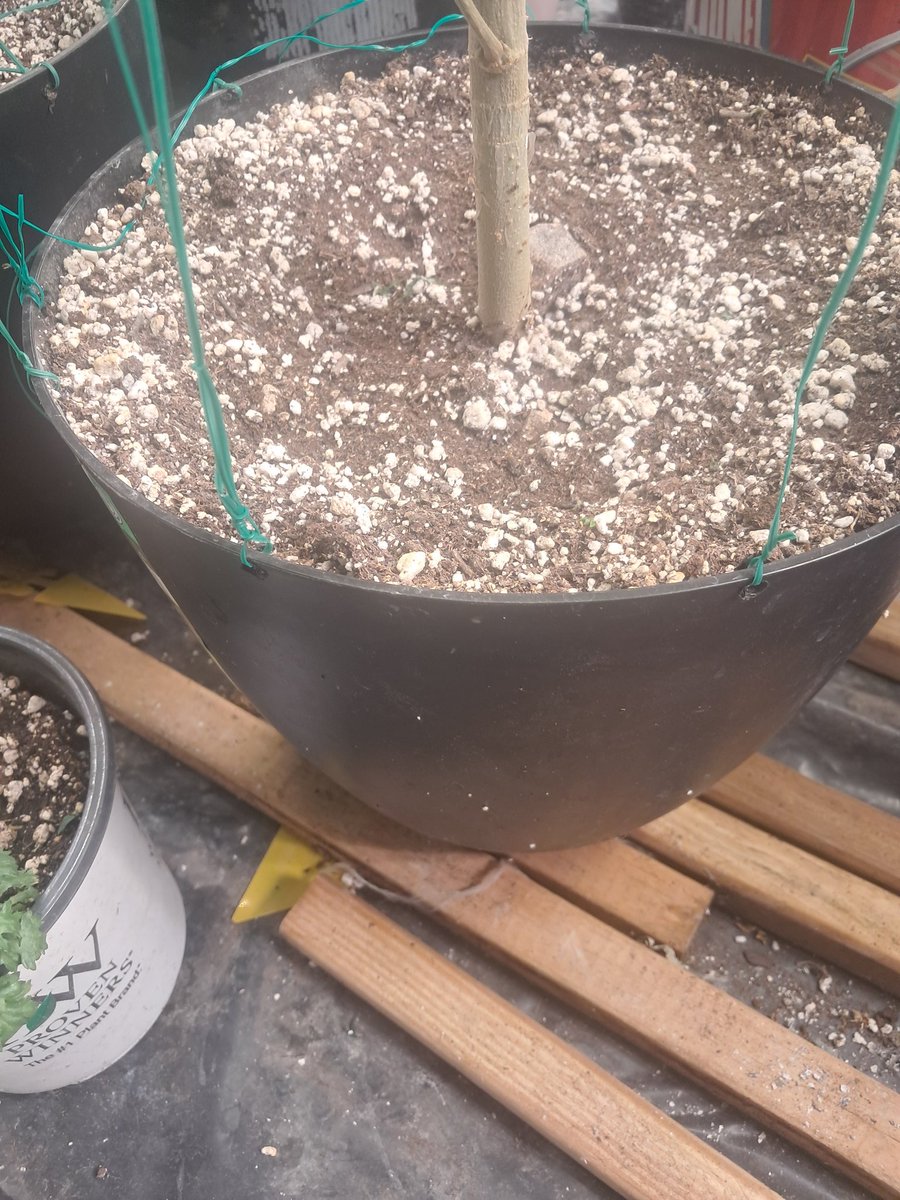 Training day for the Butter Balm photo from <a href="/SolfireGardens/">Solfire Gardens</a> she's getting flipped to flower in the next week or two