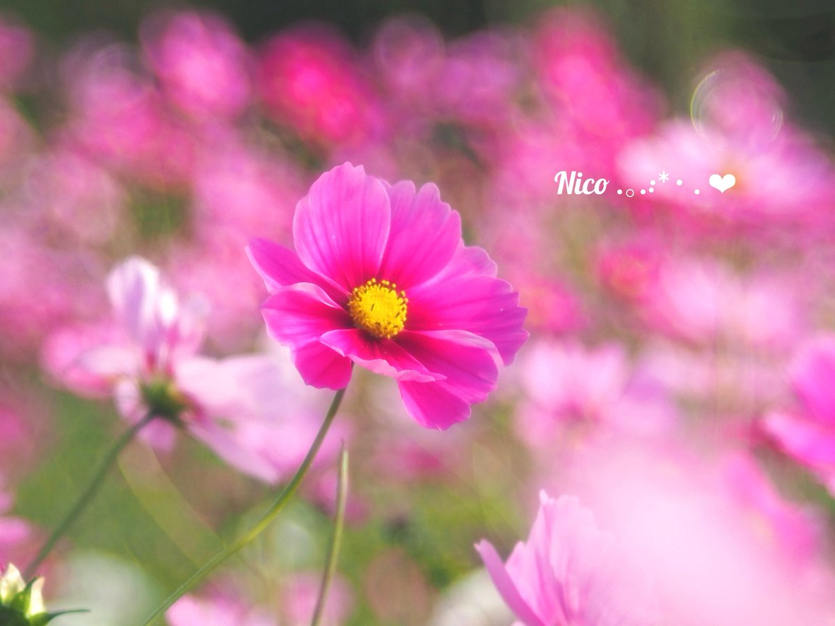 🐰𝚁𝚒𝚗𝚛𝚒𝚗…📸♥️𓂃ꕤ︎︎·͜· (@7725rirarin) / Posts / X