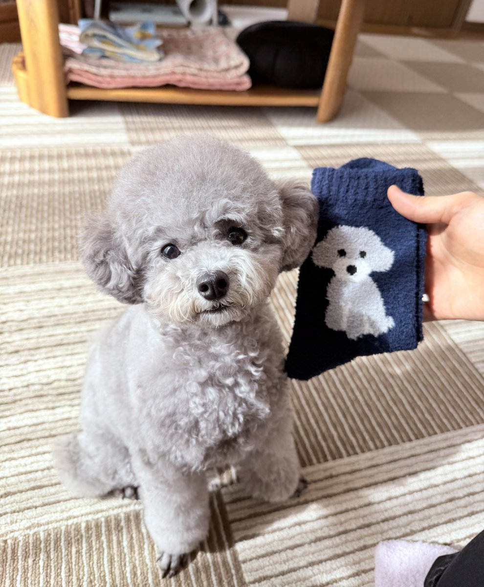 SoLA Poodle fur short blouson Rikakoホワイト Poodle SoLA fur 0