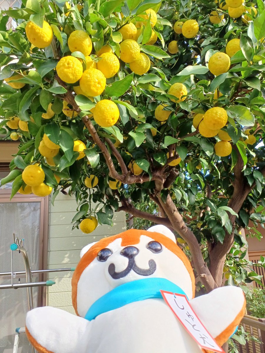 プリンプリン (@niseindojin) / Posts / X