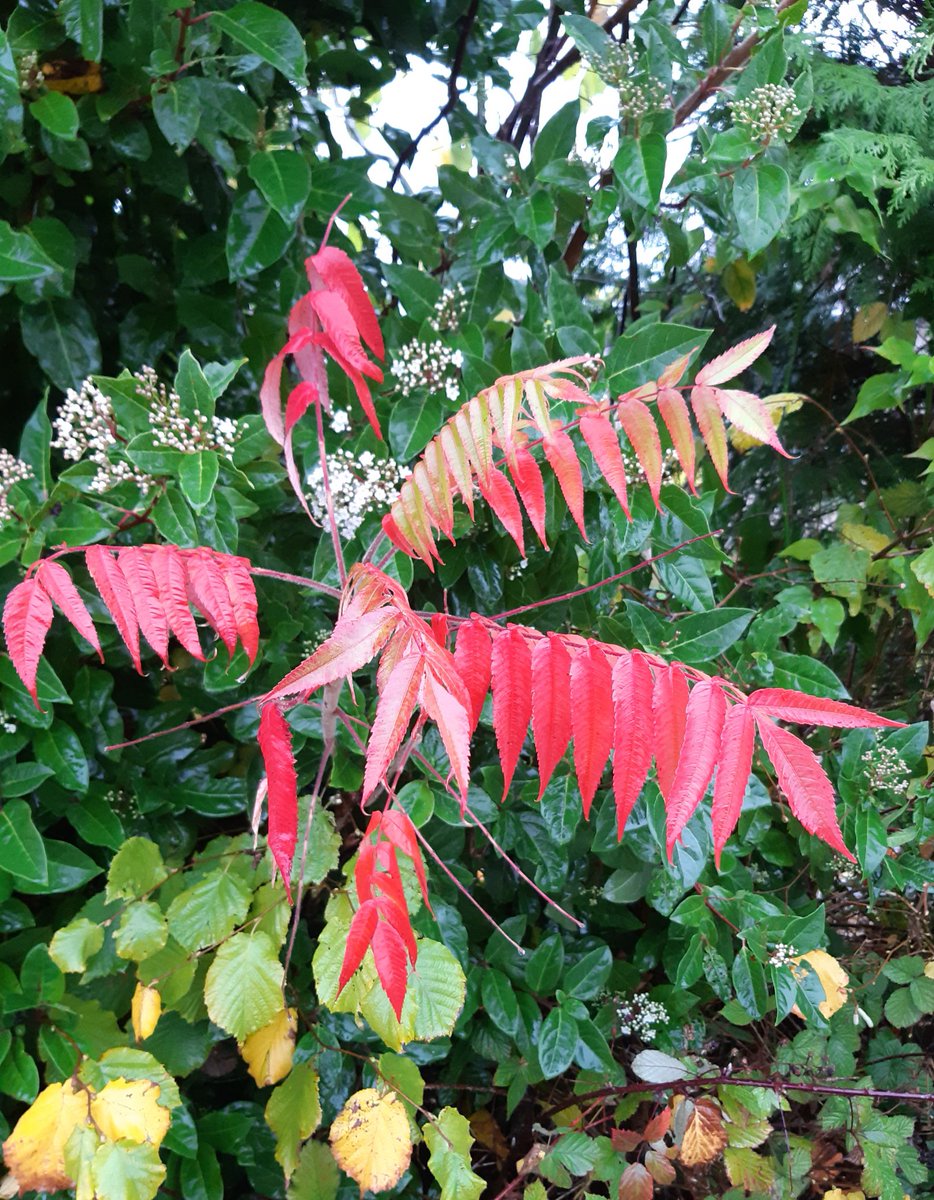 Today I am grateful for the vividness of these red leaves, against the green and amidst the gloom of today's weather 
#DailyGratitude