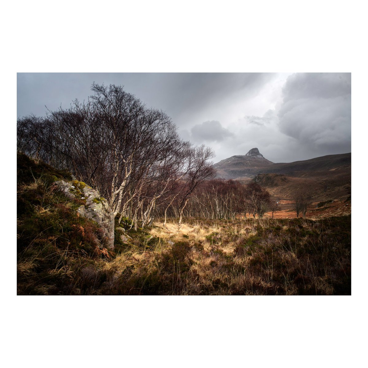 Those beautiful Birch that hide down behind Stac Pollaidh.

February, 2020.

#Scotland 
#Photography