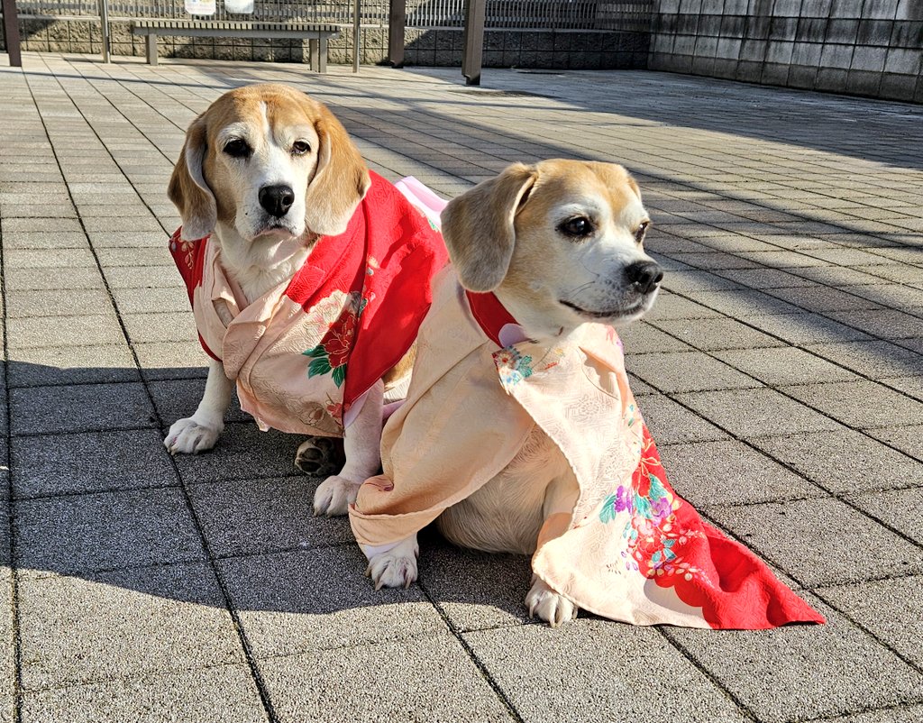 jK42IFYzAjtWzcC's tweet photo. おはようワン🐶🐶👍
あいちゃん 七歳の七五三です
サランちゃんも一緒に…
お参りはまた今度で
#ビーグル #beagle #サランとあい https://t.co/GB1e4jPs9F